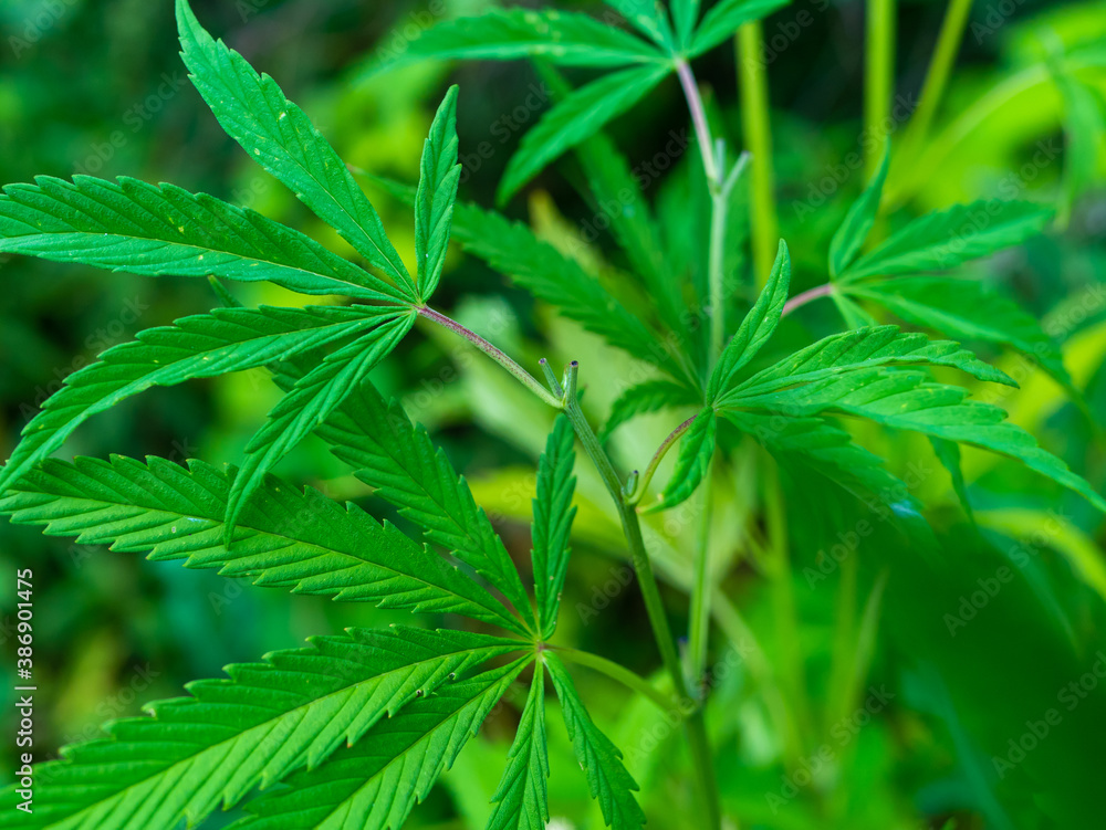 Green hemp bush in the forest. Hemp leaf close up Green hemp bush in the forest. Hemp leaf close up