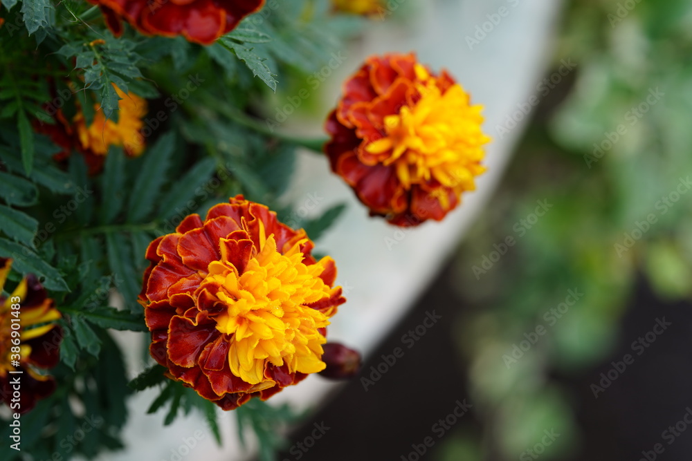 flower in the garden flower in the garden