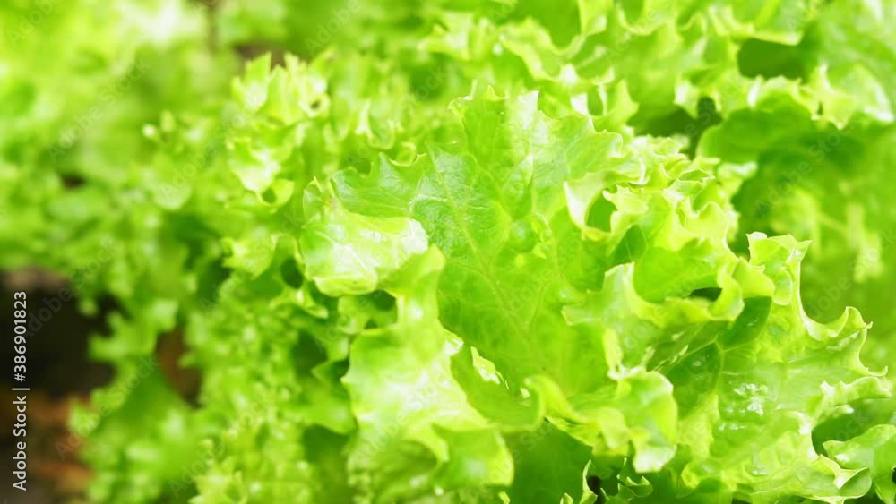leaf green lettuce plant cultivation ona organic farm. background vegetarian texture leaf green lettuce plant cultivation ona organic farm. background vegetarian texture