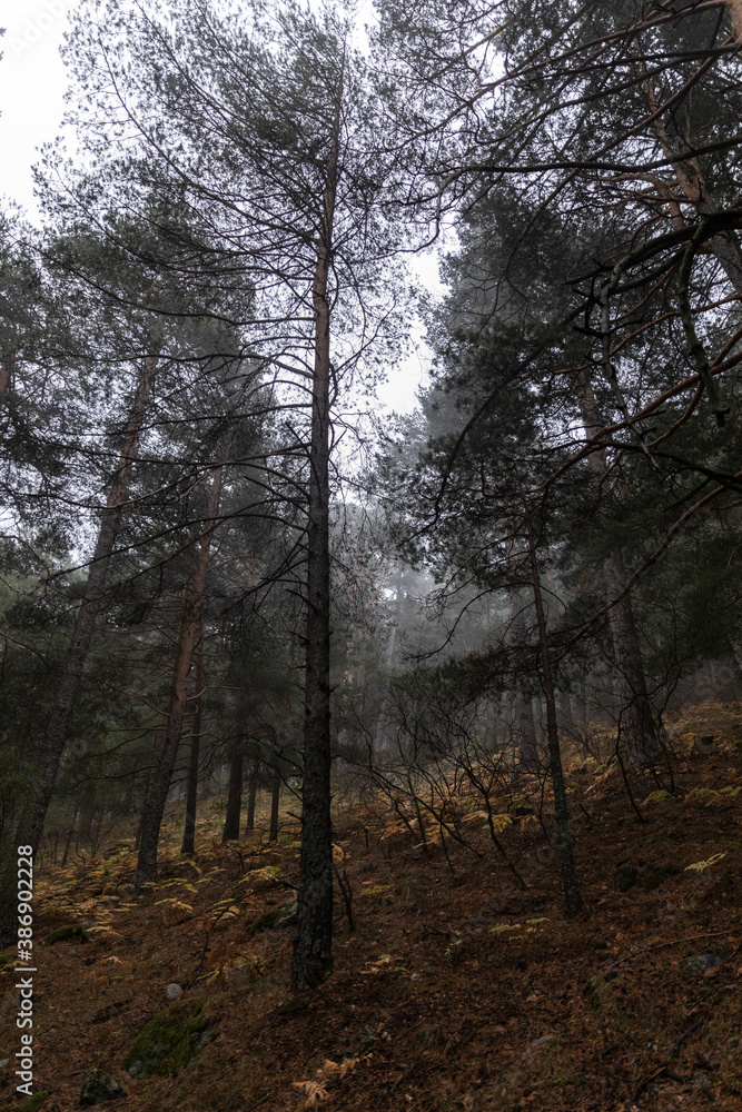 Obraz premium Bosque en octubre