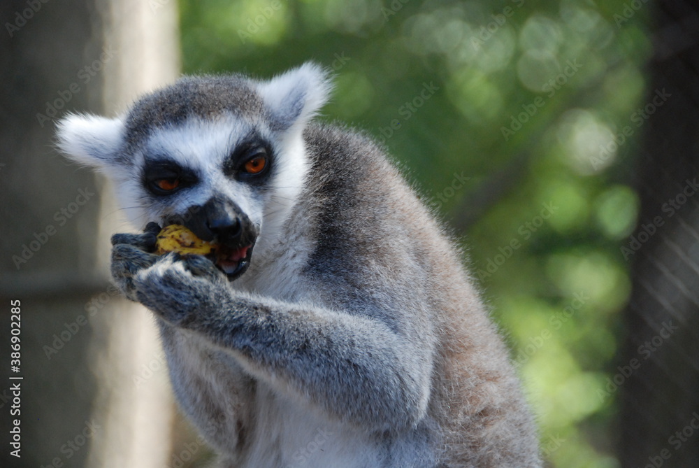 Fototapeta premium Lemur has lunch time 3