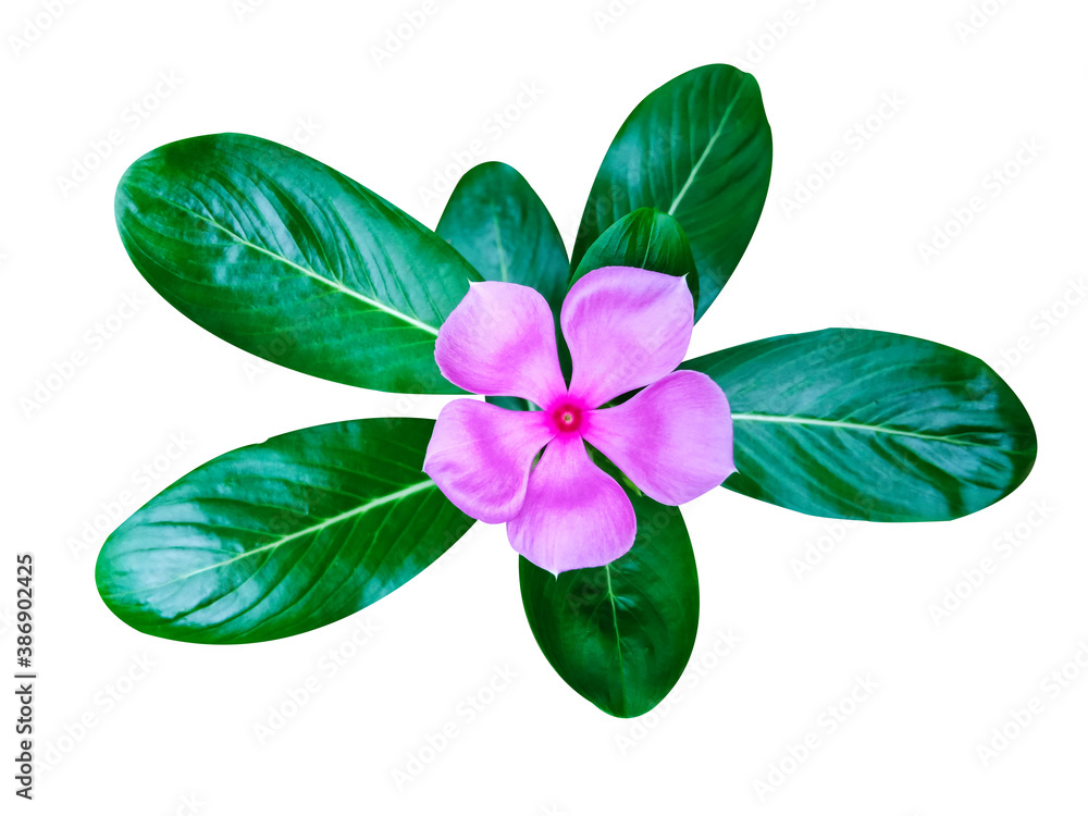 Obraz premium flower isolated on white background
