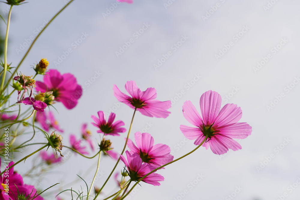 cosmos in the garden