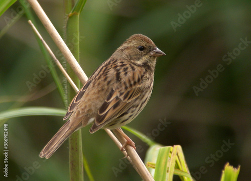 Black-faced Bunting, Emberiza spodocephala