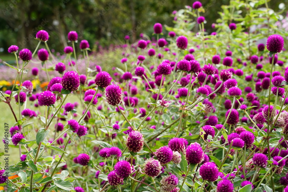 flower in the garden