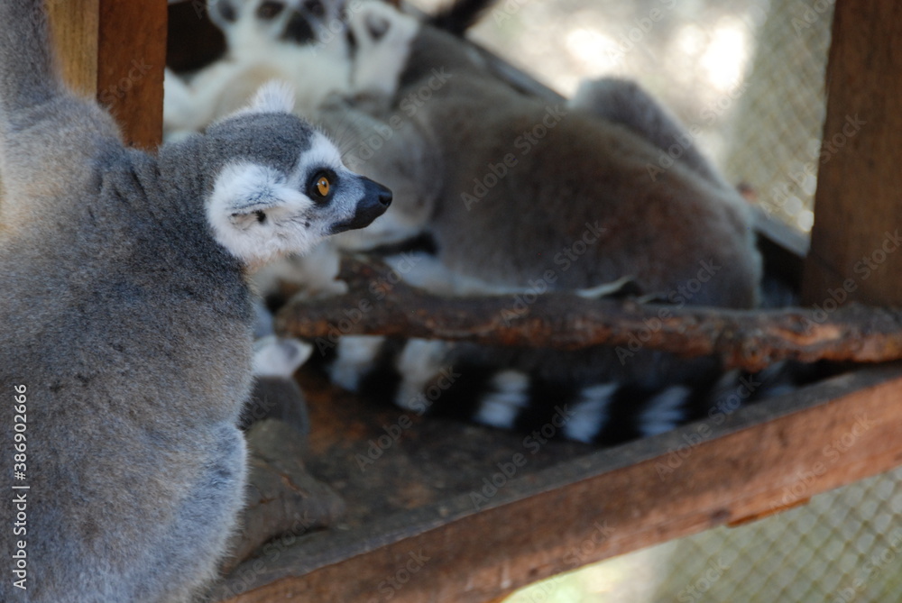 Fototapeta premium Lemur 