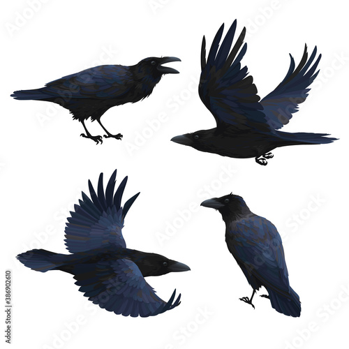 Set of realistic ravens flying and sitting. Vector illustration of smart birds Corvus Corax in hand drawn realistic style isolated on white background. Northern Raven with black feathers.