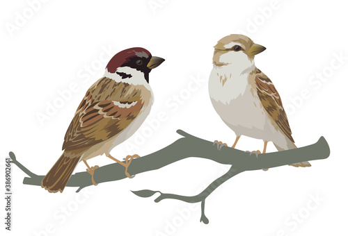 Couple of realistic sparrows sitting on branch. Vector illustration of little birds sparrows in hand drawn realistic style isolated on white background. Element for your design, print. © tinkivinki