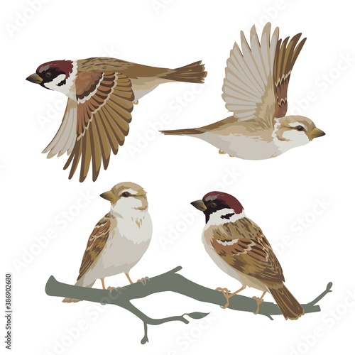 Set of realistic sparrows flying and sitting on branch. Vector illustration of little birds sparrows in hand drawn realistic style isolated on white background. Element for your design, print.