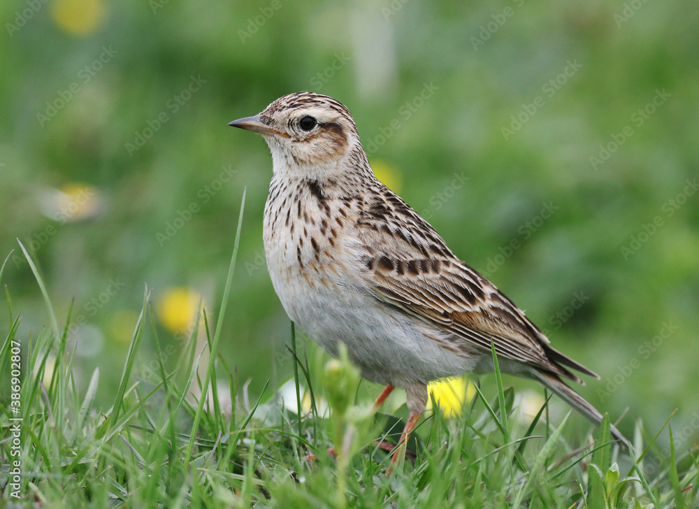 Eastern Eurasian Skylark, Alauda arvensis or japonica Eastern Eurasian Skylark, Alauda arvensis or japonica