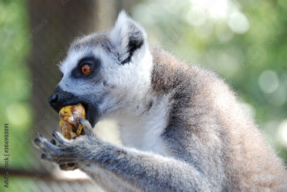 Fototapeta premium Lemur has lunch time 2