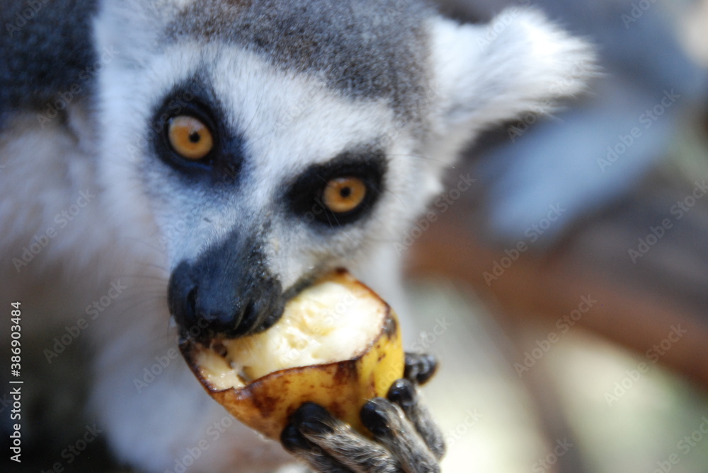 Fototapeta premium Lemur has lunch time