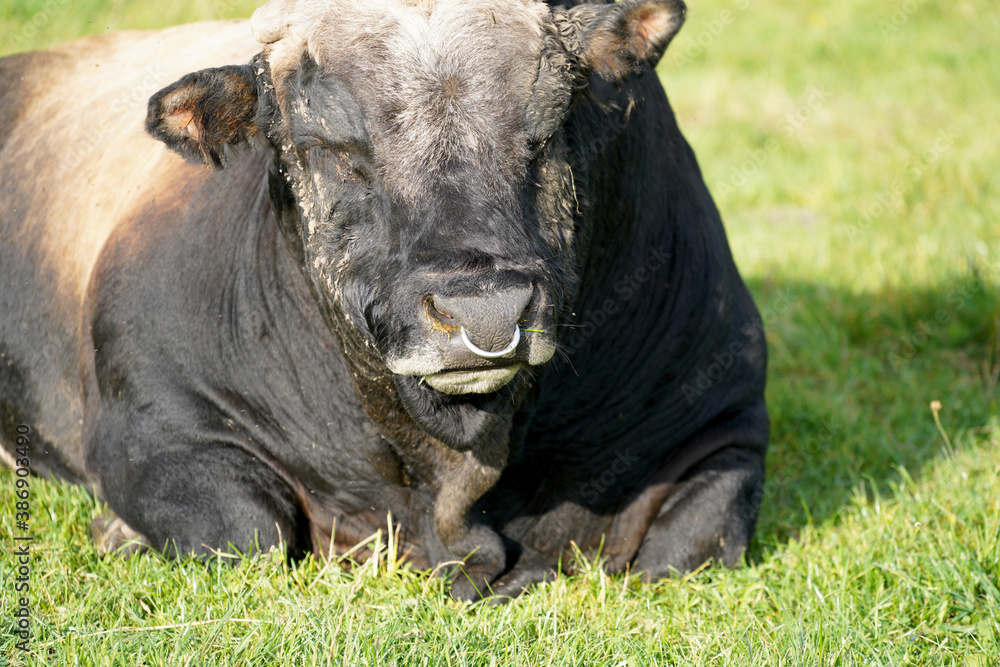 Fototapeta premium black and white cow