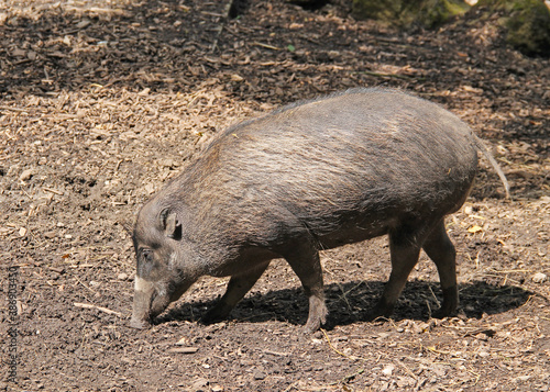 visayan warty pig (Sus cebifrons) searching for food