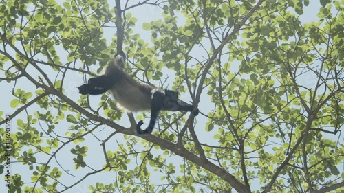 A spider monkey swinging at the top of a tree and moving his arm in Sumidero Canyon, Chiapas, Mexico