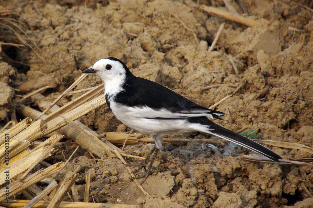 Amur Wagtail, Motacilla leucopsis Amur Wagtail, Motacilla leucopsis