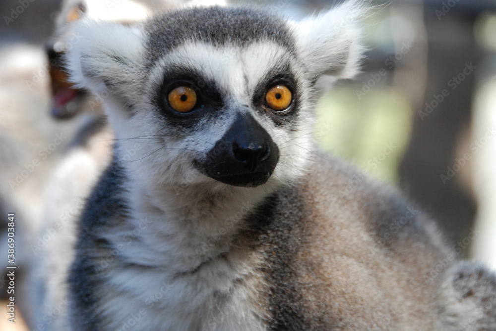 Fototapeta premium Amazed Lemur 