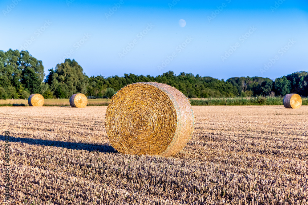 hay bales in the field
