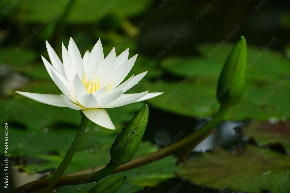 water lily in pond