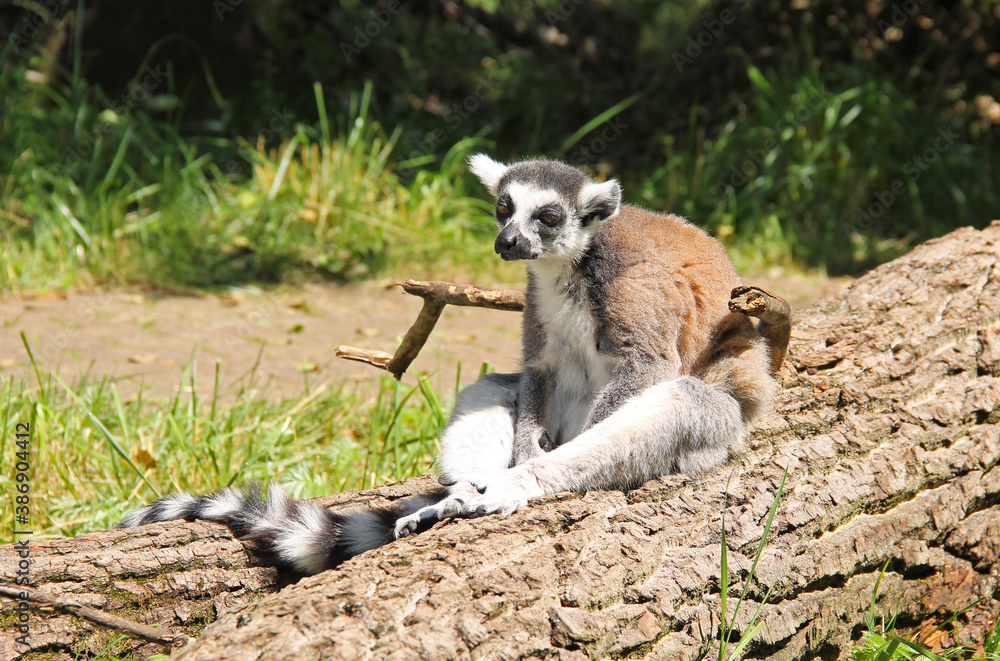 Fototapeta premium cute ring-tailed lemur (Lemur catta) sitting on the fallen trunk of tree
