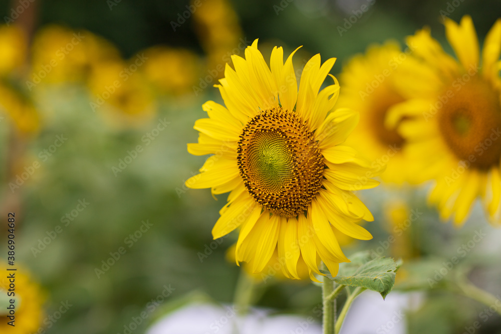 sunflower in the garden, field