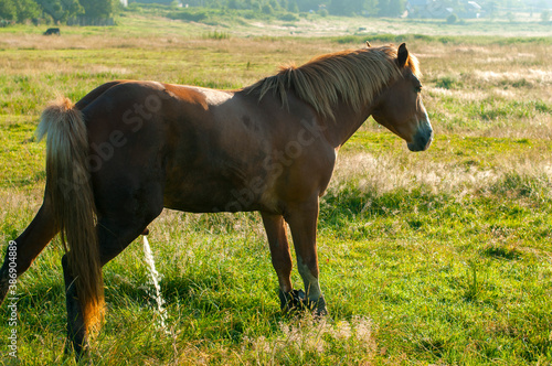 Fotografi wild horse peeing on grass land