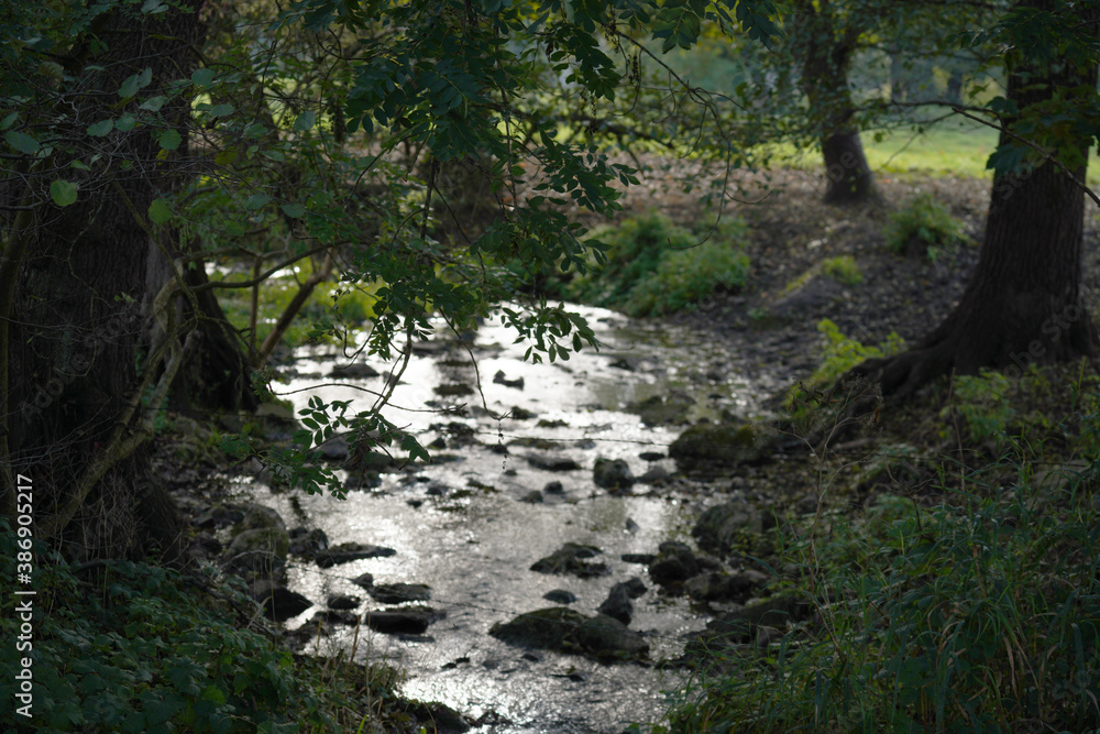 stream in the forest stream in the forest