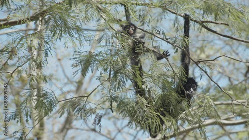 A spider monkey and her cub trying to see the people behind the branches at the top of a tree in Sumidero Canyon, Chiapas, Mexico