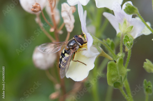 Flower Fly or Hoverfly, Eupeodes luniger, yellow and black female pollinating Nemesia flowers, side view clse-up photo