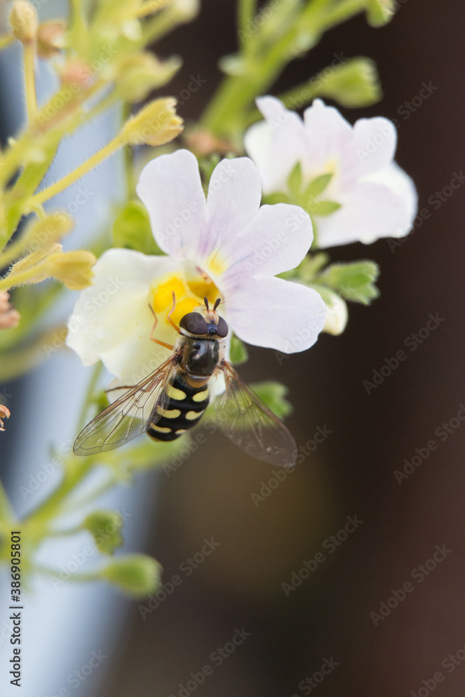 Fototapeta premium Flower Fly or Hoverfly, Eupeodes luniger, yellow and black female pollinating Nemesia flowers, close-up