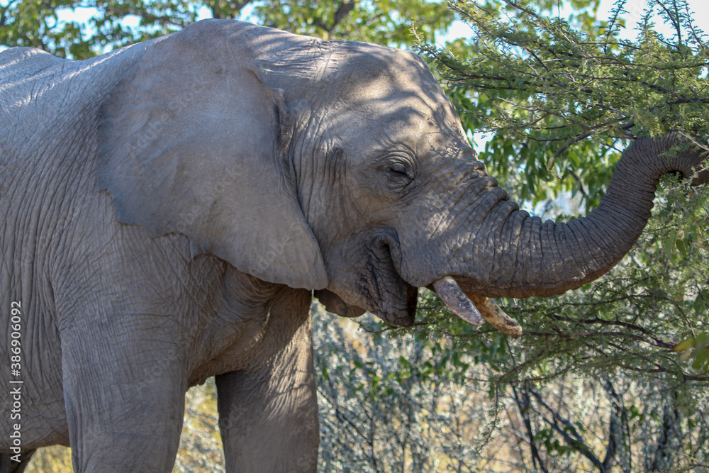 Fototapeta premium African Bush Elephant Taken At Etosha National Park, Namibia