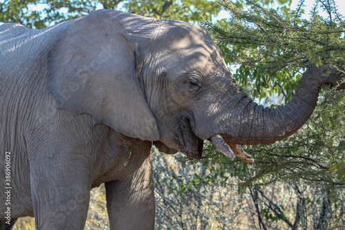 African Bush Elephant Taken At Etosha National Park, Namibia © Benje Slabbert