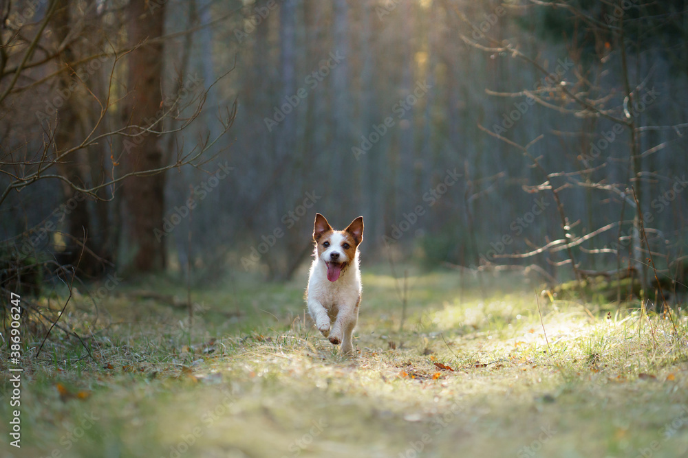 dog in the forest. Jack Russell Terrier run, jump, active Pet dog in the forest. Jack Russell Terrier run, jump, active Pet