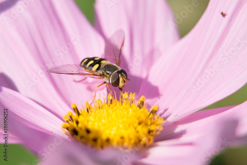 Hoverfly or Flower Fly, Eupeodes luniger, black and yellow female pollinating a pink Japanese Anemone flower, close-up view  photo