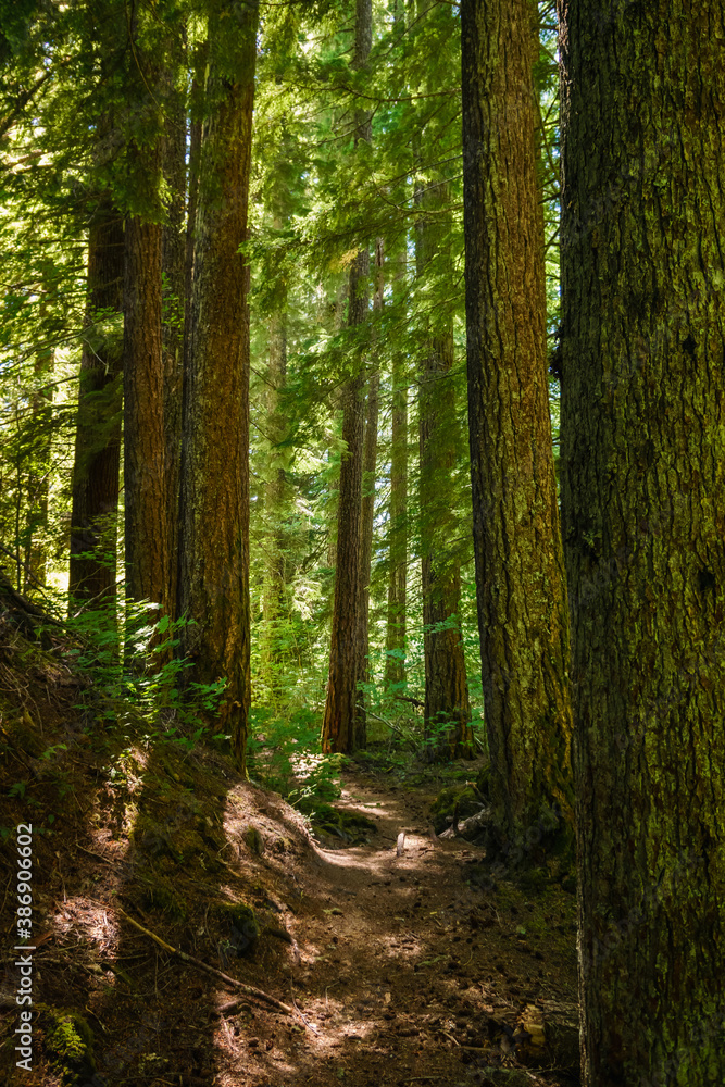 Proxy Falls Trail, Oregon, USA