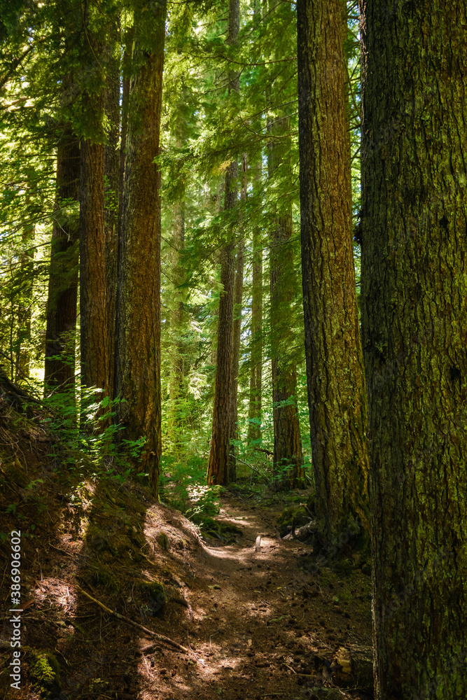 Proxy Falls Trail, Oregon, USA Proxy Falls Trail, Oregon, USA