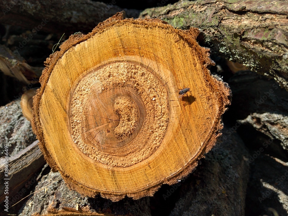 cut of apricot tree trunk. orange wood