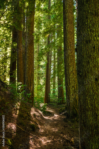 Proxy Falls Trail  Oregon  USA