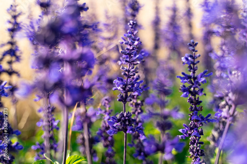 Flower field in full bloom