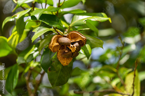 Seeds of camellia - Camellia japonica - in Japan.