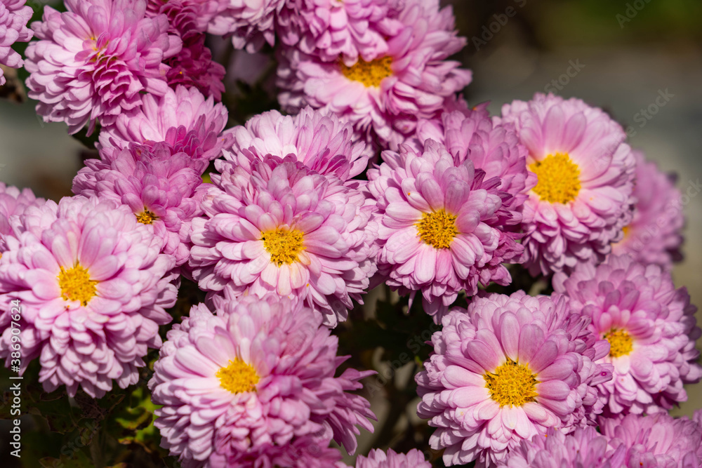 Flowers of chrysanthemum are bloom in Japan. Flowers of chrysanthemum are bloom in Japan.