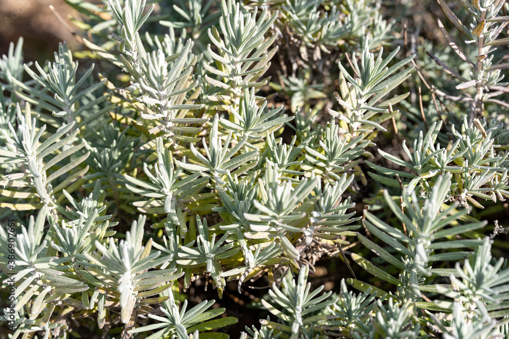 Leaves of lavender - Lavandula angustifolia - are in a garden. Leaves of lavender - Lavandula angustifolia - are in a garden.