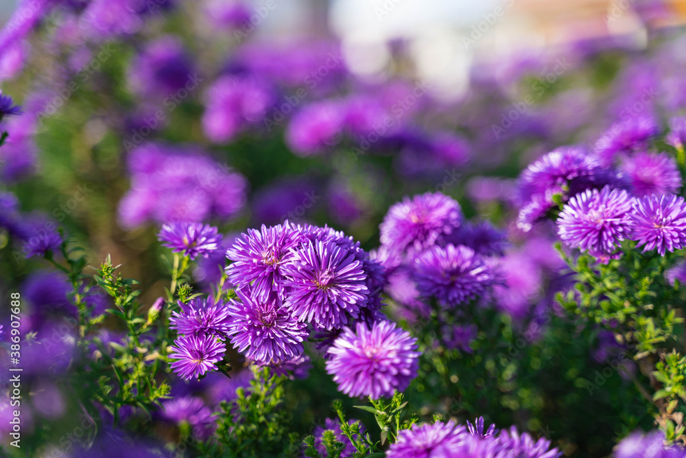 Flower field in full bloom Flower field in full bloom