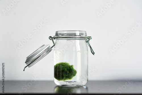 Close up of Marimo moss ball in a glass jar with copy space horizontal. Standing on a table with white background. Japanese Cladophora seaweed. Ball of underwater moss for the aquarium.