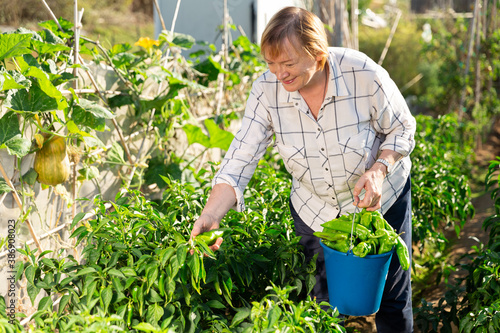 Portrait of positive senior woman engaged in cultivation of organic vegetables, checking peppers