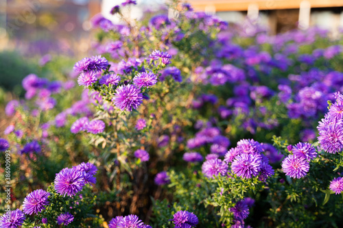 Flower field in full bloom