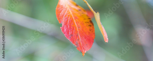 red autumn leaves among yellow foliage, blurry background