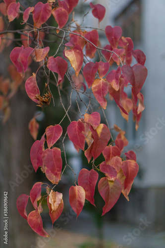 reddish branch of leaves in autumn