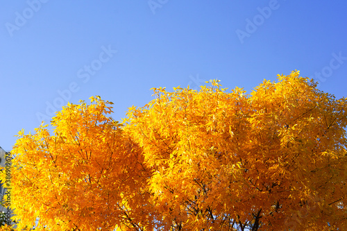 a sparkly tree with bright autumn leaves over the contrasting blue sky