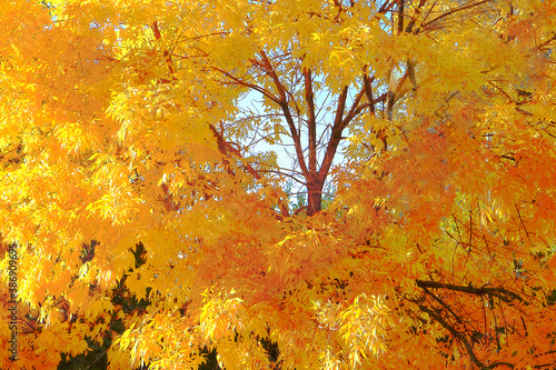 autumn tree and a heart inside                               